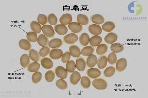 白扁豆 标本图